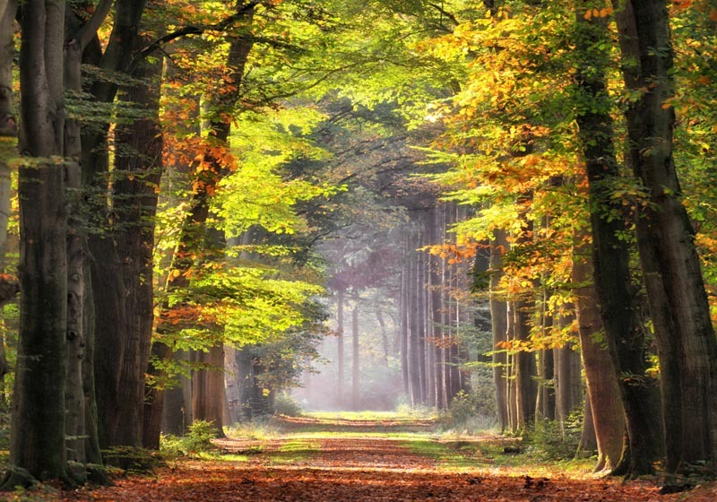 Herfstbos 100x70CM